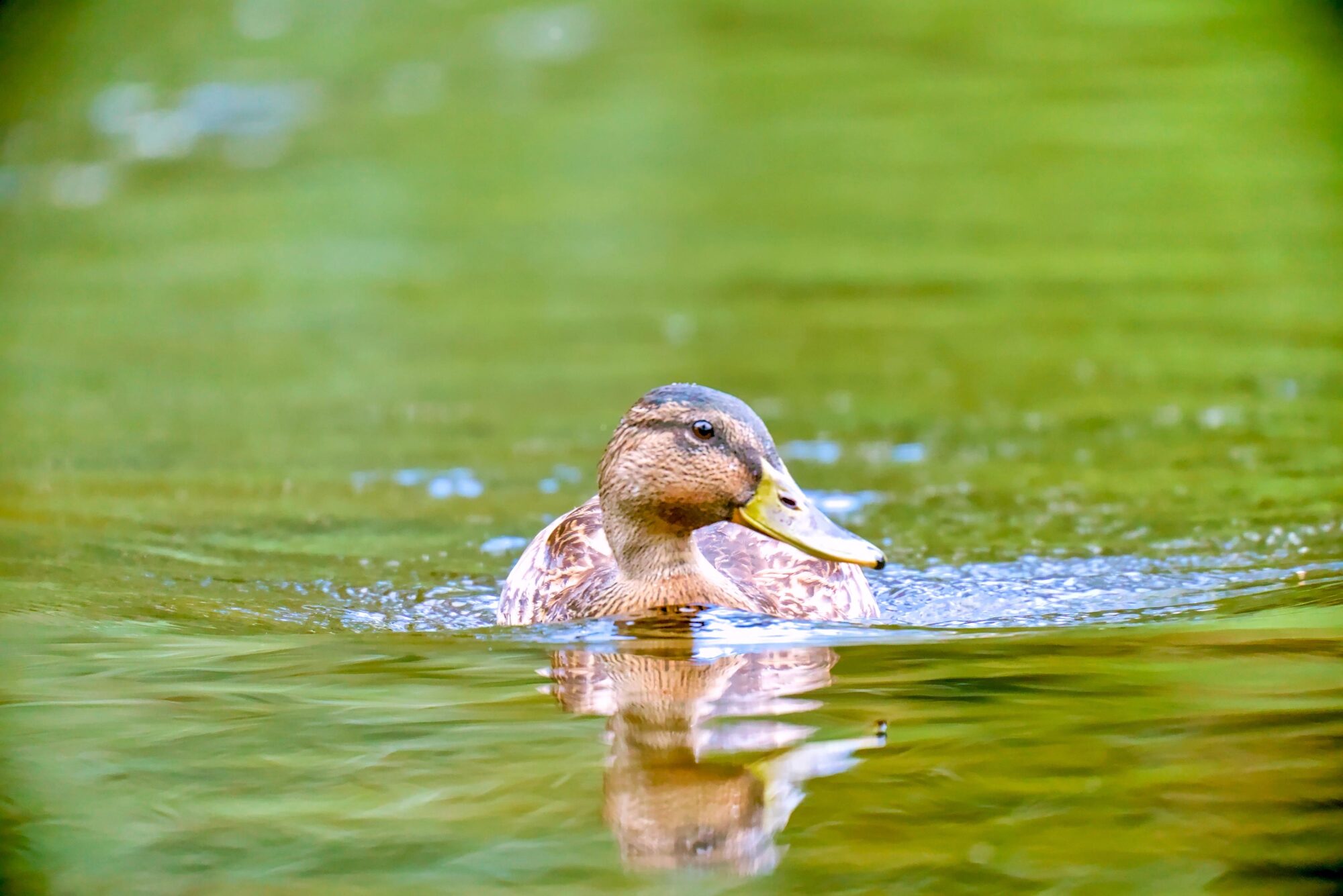 Wildlife on freshwater — environmental water quality monitoring